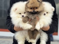 Üst segment teddy face pomeranian yavrularımız