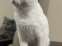 BRITISH SHORTHAIR KEDİMİZ