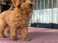 A kalite toy poodle yavrularımız