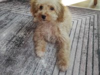 Maltipoo Erkek Yavrumuz