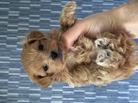 Mükemmel Kalite Bebek Surat Maltipoo Yavrularımız