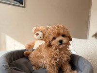 Toy Poodle Bebek Köpeklerimiz