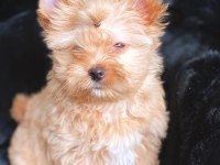 Çok özel exotic yorkshire terrier yavrularımız
