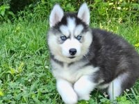 Orjinal Sibirya Kurdu Husky
