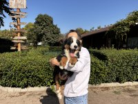 Bernese Dağ Köpeği Yavruları