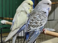 Yavru Show JUMBO Muhabbet Kuşu