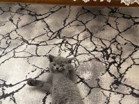 55 günlük erkek yavru british shorthair