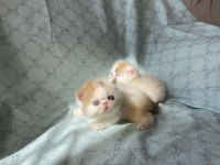 Şampiyon bebekler calico exotic shorthair