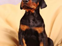 Tuvalet eğitimli doberman bebekleri