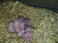Bursa tavsancisi Gonzales hamster yavrudur