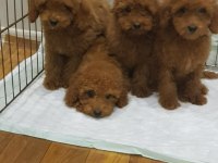 RED BROWN A KALİTE ORJİNAL TOY POODLE YAVRULAR