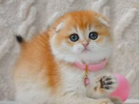 Şampiyon Soyundan Ny12 Scottish Fold Shorthair