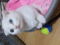 Güzeller güzeli scottish fold kızlarımıza yuva arıyoruz