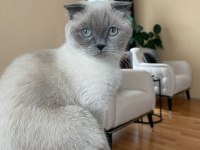 Dişi scottish fold 2 yaşında