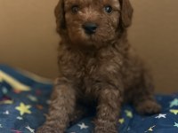 Poodle bebeklerimiz