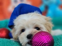 Evin neşe kaynağı sevimli teacup Morkie Yavrularımız