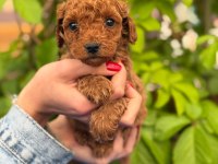 A Kalite Sağlık Irk Garantili Toy Poodle Yavrularım