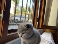 Kendi kedilerimizin yavrularıdır