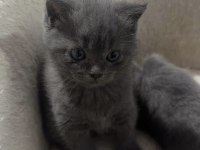 İKİ TATLI YAVRU KEDİMİZ SAHİPLENDİRİLECEKTİR