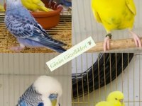 Eğitmelik Ve Hazır Çift Muhabbet Kuşlar