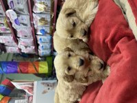 Golden retriever bebekler