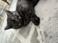 2 aylık sevimli erkek british longhair