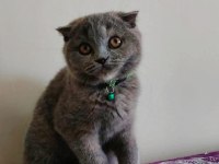 Gri Scottish Fold Dişi
