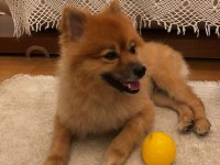 3 yaşında erkek pomeranian spitz
