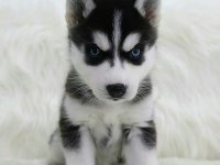 HUSKY SİBİRYA YAVRULARI