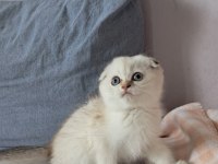 Scottish Fold Point Dişi