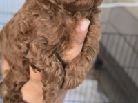 Toy poodle bebekler