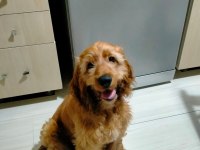 Asıl yavrumuza yuva arıyoruz english cocker
