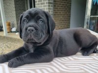 Dev Boy Cane Corso Yavruları Güçlü ve İri Yapı
