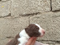 Border collie bebekler