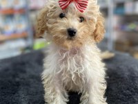Mini -Teacup Poodle