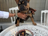 A Kalite French Bulldog