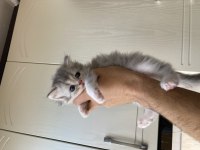 British Longhair Pofuduk Yavrular Teslime Hazır