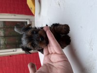 Safkan yorkshire terrier
