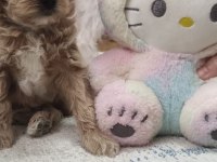 Erkek maltipoo