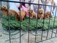 Tüy dökmez maltipoo yavrular harika renkler