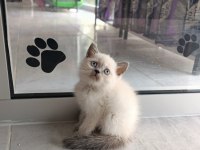 British shorthair blue point