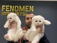 Kar Beyaz Scottısh Fold Yavruları Fenomen Pets Ankara