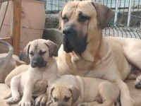 A Kaliteli Presa Canario Yavrular