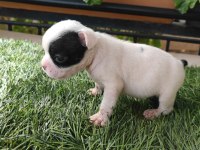 Bir o kadar sevimli french bulldog
