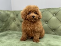 TOY GARANTİLİ DİŞİ RED BROWN TOY POODLE YAVRULARIMIZ