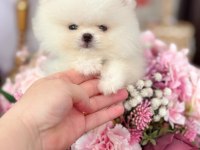 OYUNCAK GİBİ 2 AYICIK POMERANİAN BOO