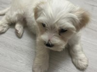 MALTİPOO 62 GÜNLÜK ERKEK