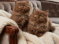 Safkan British Longhair Cinnamon