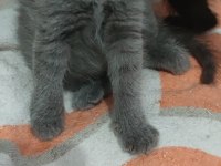 Tatlış british shorthair miniklerimiz