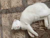 2 aylık aşılı scottish fold